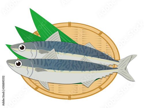 サバのイラストレーション