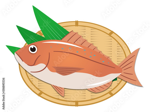 鯛のイラストレーション