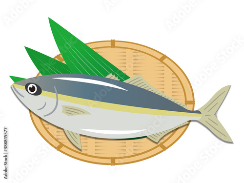 ハマチのイラストレーション