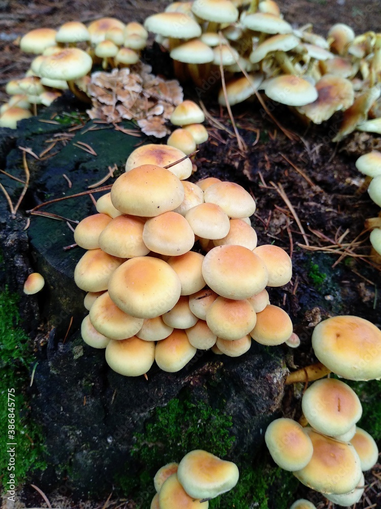 mushrooms in the forest mushrooms in the forest