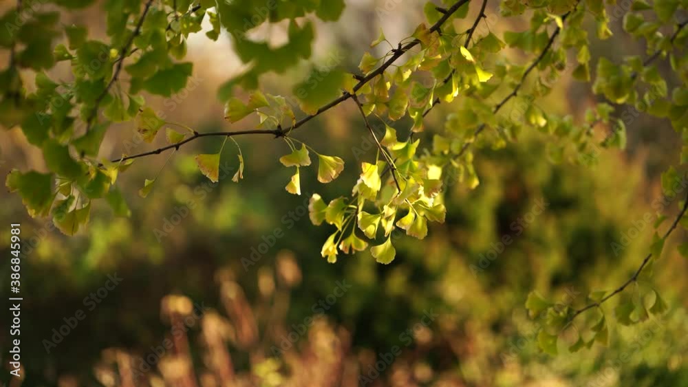 Ginko leaves and branches on a blurry natural background Ginko leaves and branches on a blurry natural background