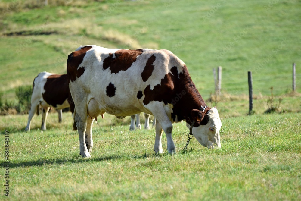 portrait of montbeliarde cow in pasture portrait of montbeliarde cow in pasture