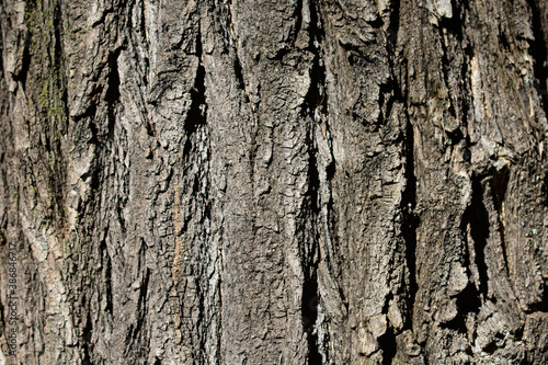 Japanese pagoda tree