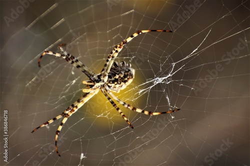Colorful spider is spinning a web. Yellow and black color spider is creating web. Close up photo.