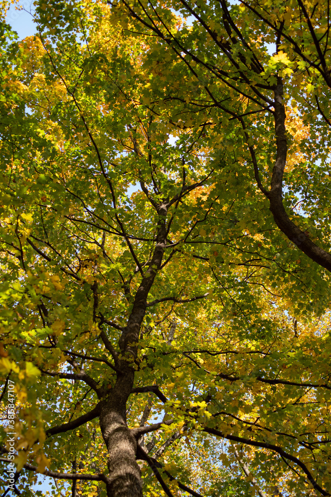 Full frame image in dappled natural sunlight. Yellow orange and green leaves on towering trees. Full frame image in dappled natural sunlight. Yellow orange and green leaves on towering trees.