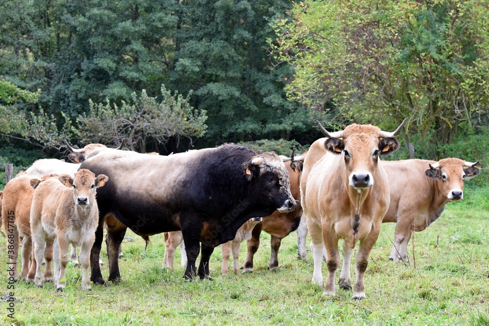 Fototapeta premium flock of aubrac cows with bull and veals