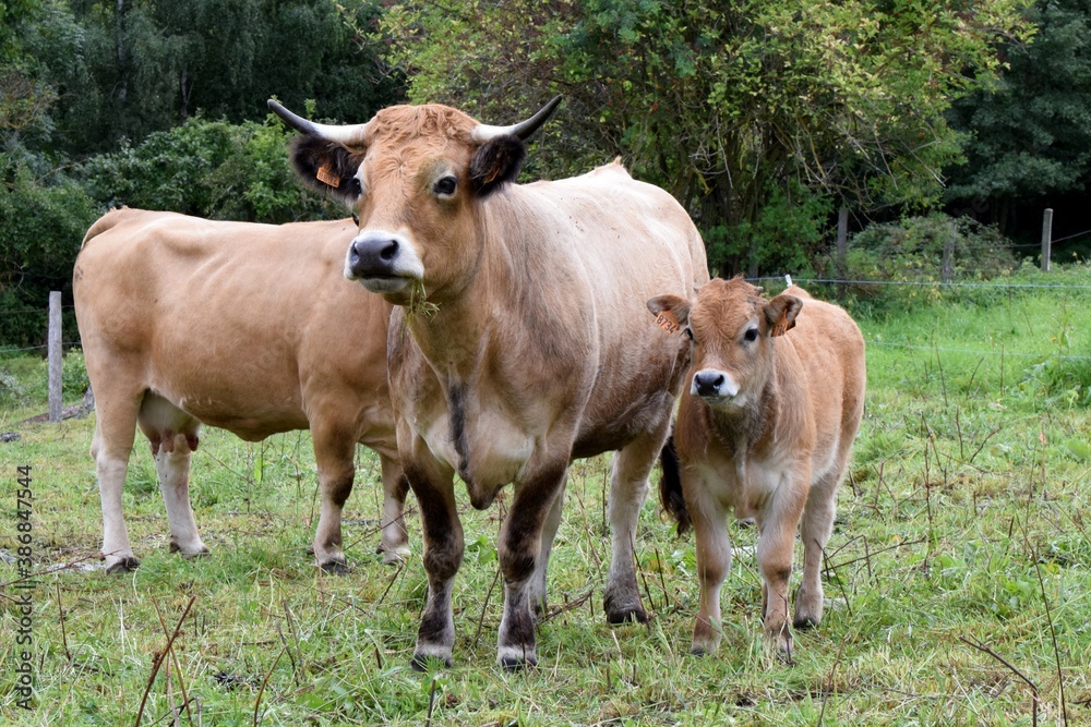 portrait of aubrac cow and veal portrait of aubrac cow and veal