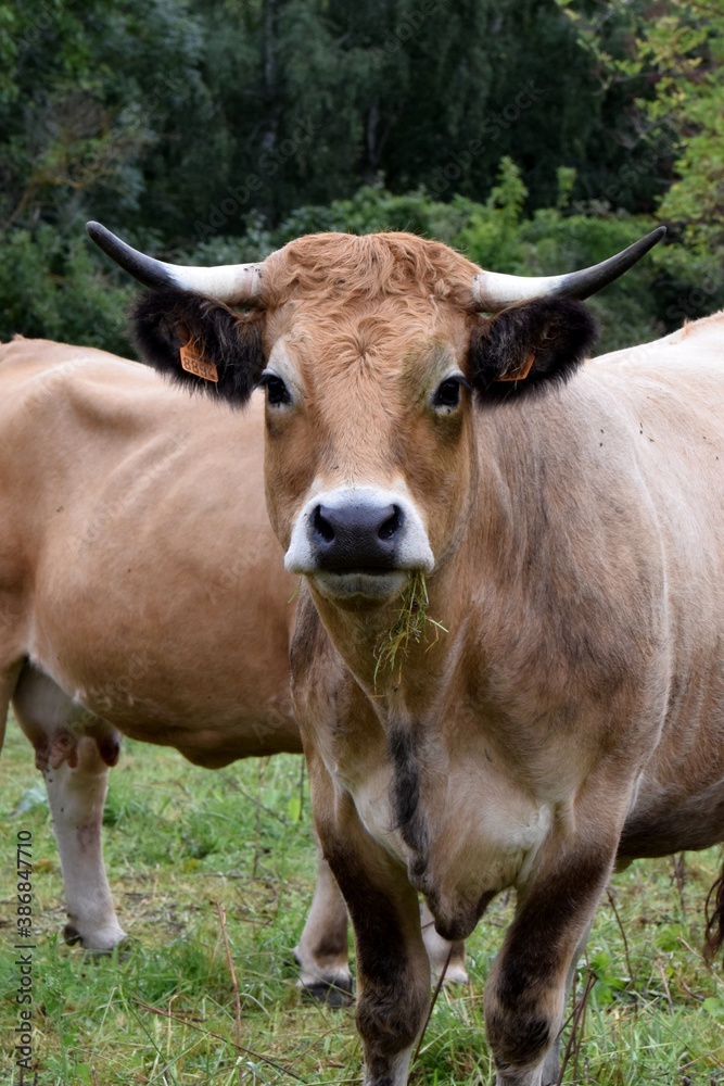 portrait of aubrac cow in pasture