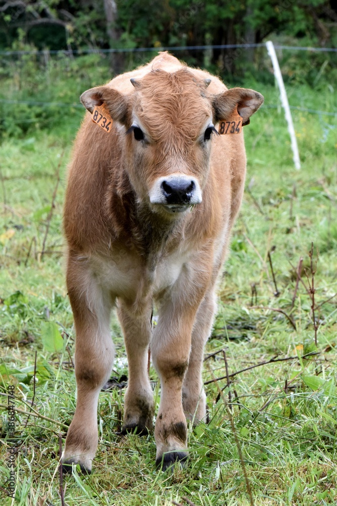 portrait of aubrac veal in pasture