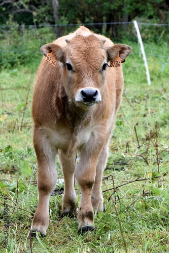 portrait of aubrac veal in pasture