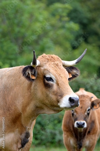 portrait of aubrac cow in pasture