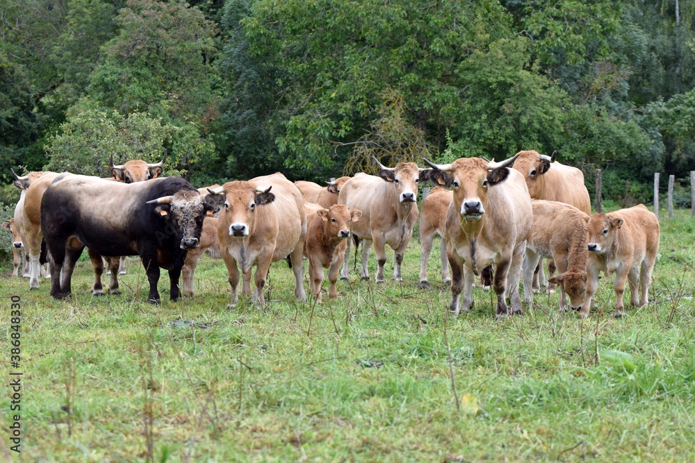 flock of aubrac cows with bull and veals