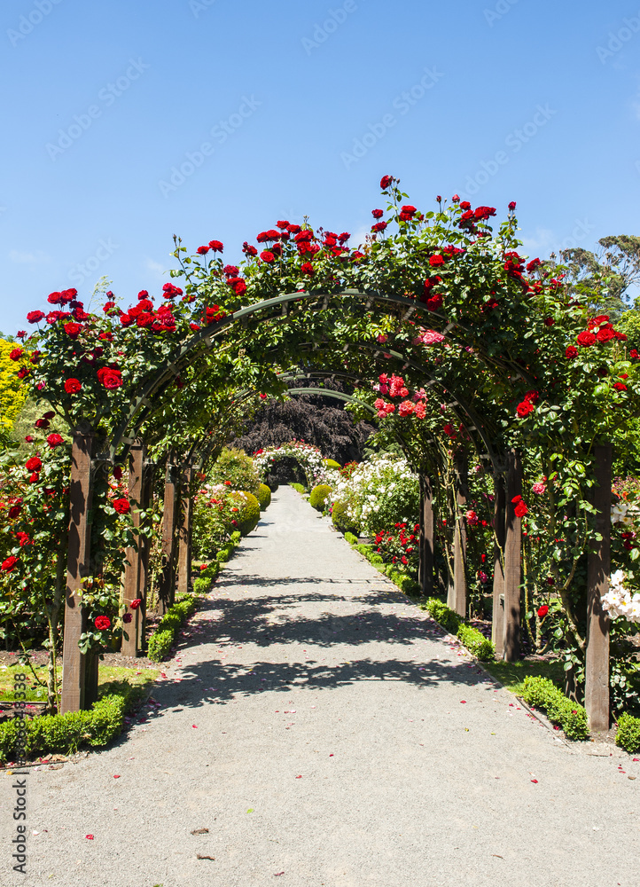 Arch with red roses in the garden