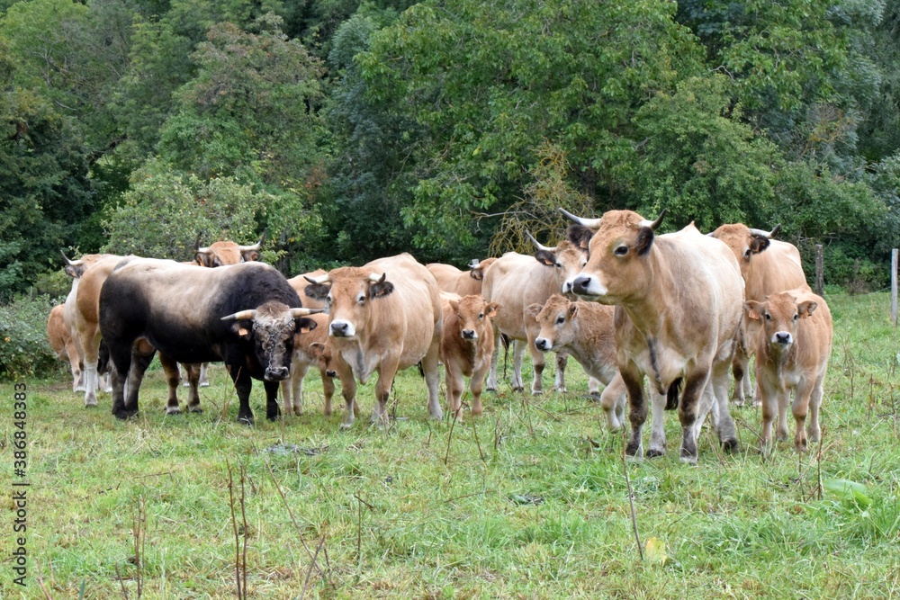 flock of aubrac cows with bull and veals