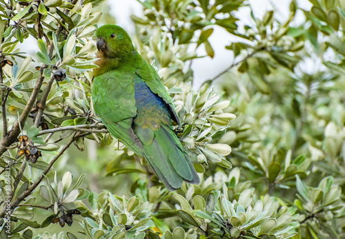 Green King parrot sitting in the tree in Australia