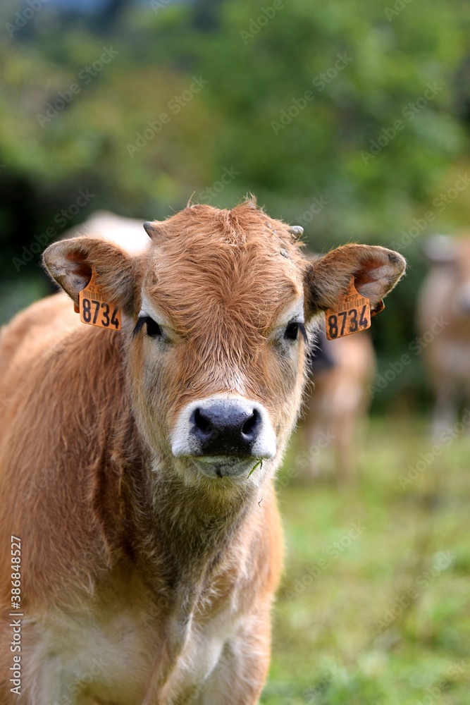 portrait of aubrac veal in pasture