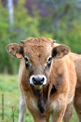 portrait of aubrac veal in pasture © NAEPHOTO