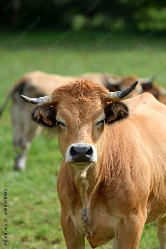 portrait of aubrac cow in pasture