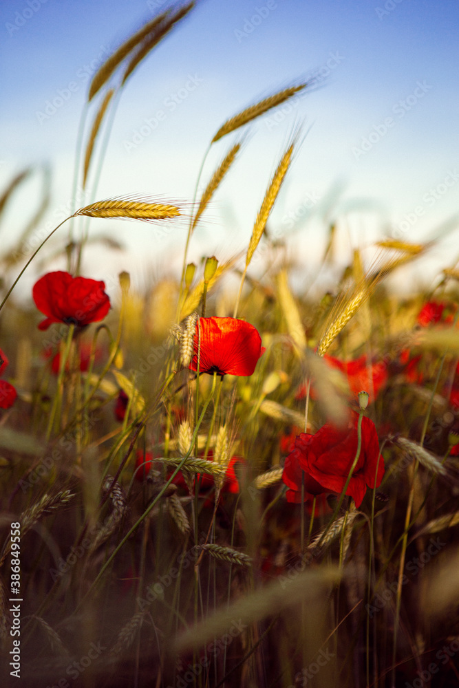 Fototapeta premium Kornfeld
