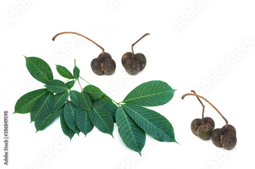 Leaf rubber and seeds on a white background,Hevea brasiliensis seed. photo