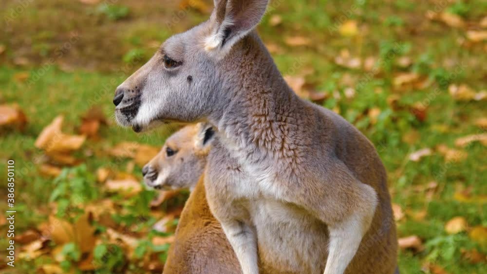 Close up of baby Kangaroo and mother on a meadow in autumn Close up of baby Kangaroo and mother on a meadow in autumn