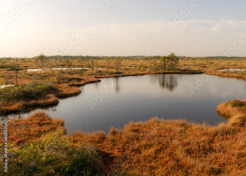 bog landscape, bog vegetation painted in autumn, small bog lakes, islands overgrown with small bog pines, grass, moss cover the ground