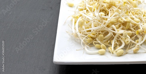 Green soybean sprout on white plate and slate background photo