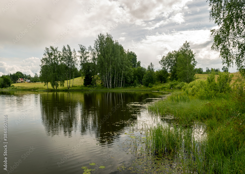 summer landscape by the lake, trees and cumulus clouds reflect in the lake water, shore overgrown with reeds, summer nature