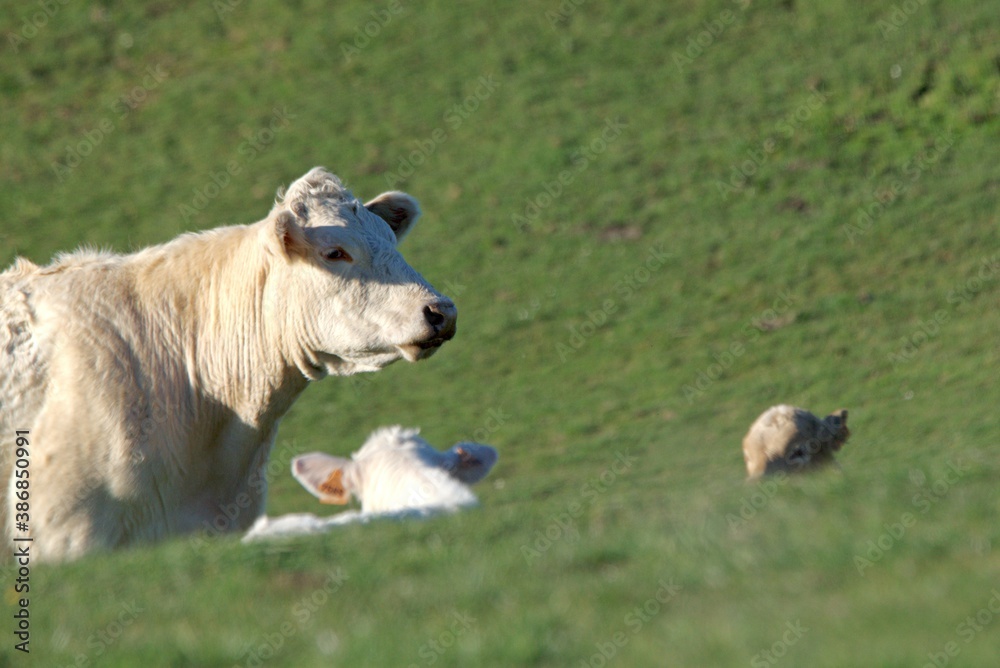 Obraz premium charolais cow in pasture