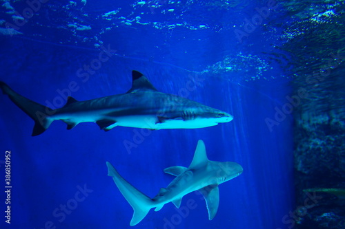 サメ © 英考 高橋