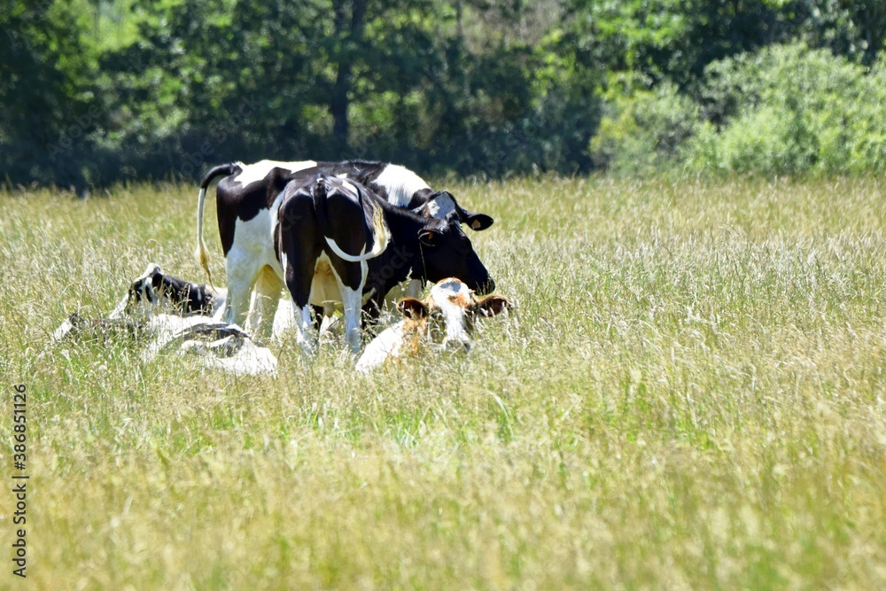 flock of holstein cows in pasture flock of holstein cows in pasture