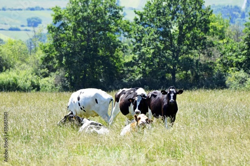 flock of holstein cows in pasture
