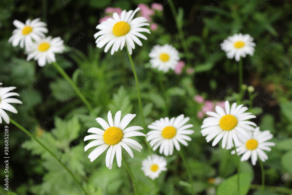 Modest daisies bloom in a summer meadow Modest daisies bloom in a summer meadow