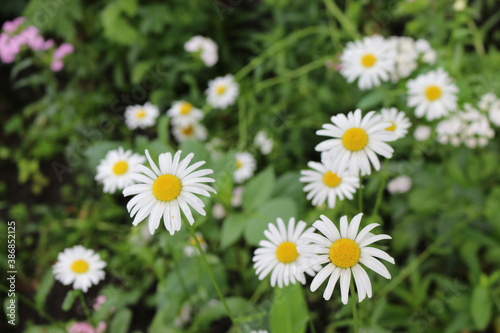 Modest daisies bloom in a summer meadow