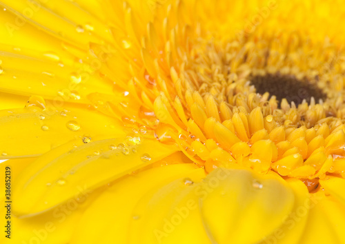 yellow gerber on white background