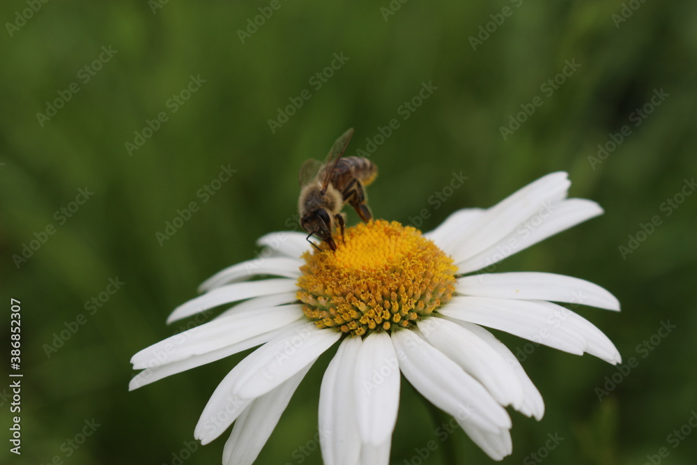 Bee collects nectar from blooming chamomile on a summer meadow
Bee collects nectar from blooming chamomile on a summer meadow