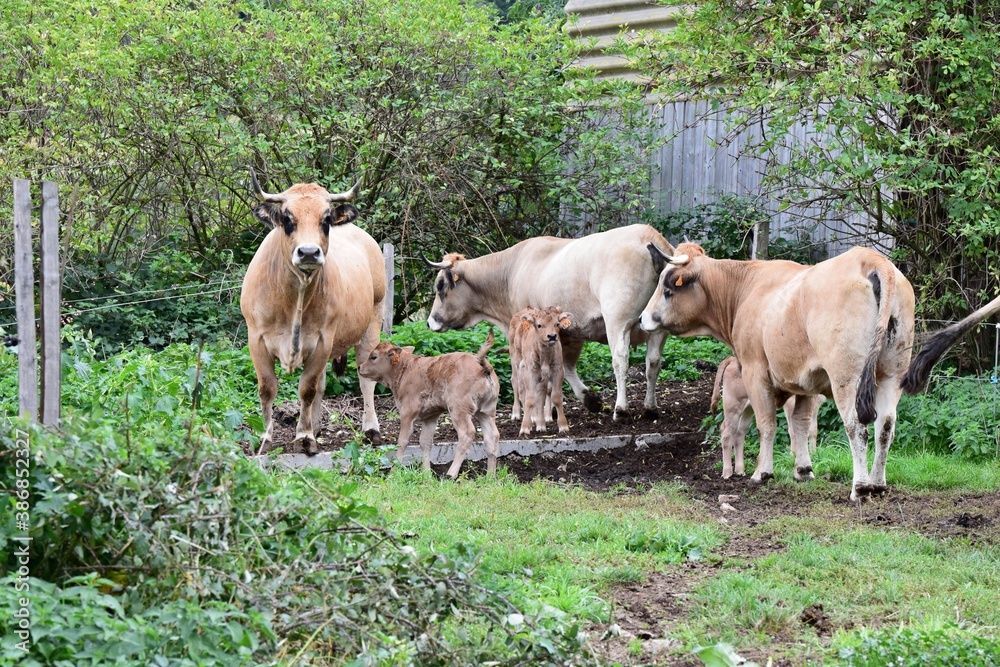 Obraz premium group of aubrac cows