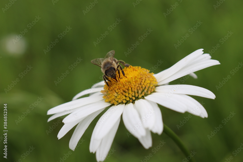 Bee collects nectar from blooming chamomile on a summer meadow
Bee collects nectar from blooming chamomile on a summer meadow