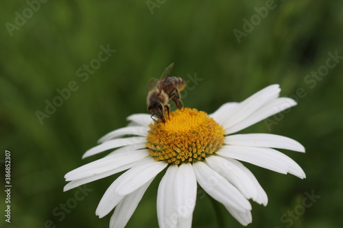  Bee collects nectar from blooming chamomile on a summer meadow