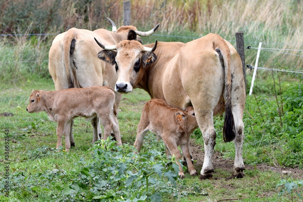group of aubrac cows