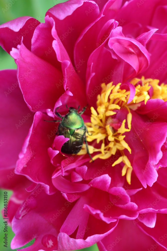 A shiny green beetle sits in a bright pink peony flower in a summer garden
A shiny green beetle sits in a bright pink peony flower in a summer garden