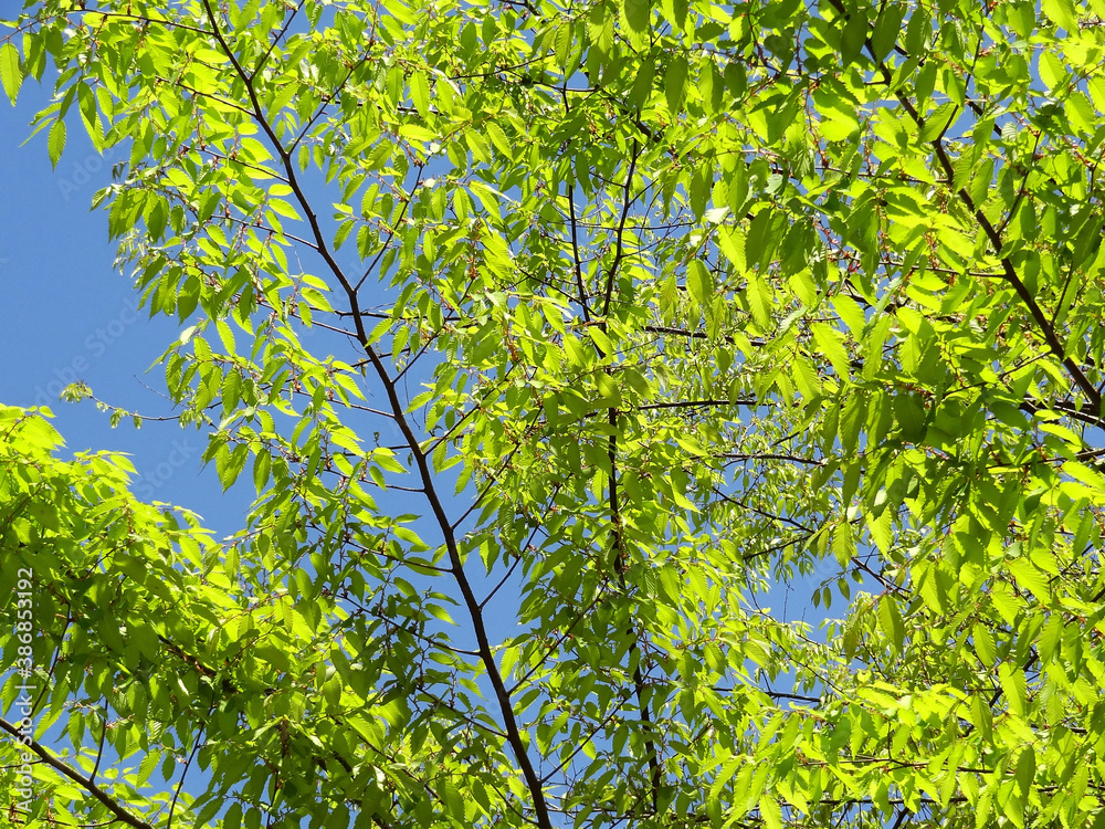 Fototapeta premium 新緑と青空