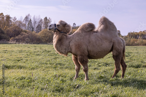 two-humped camel grazing in a meadow