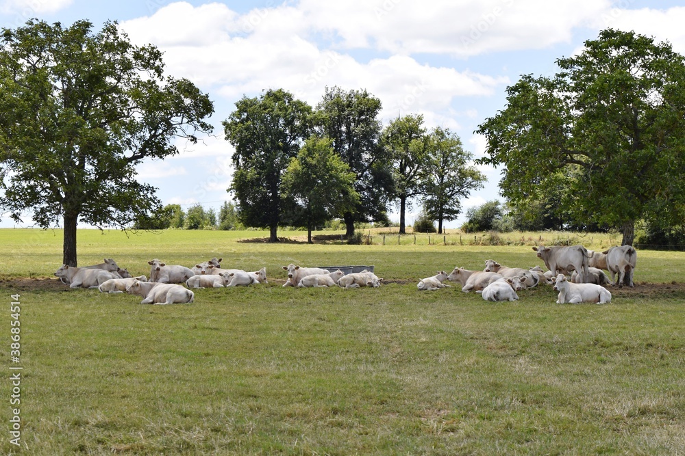 Obraz premium flock of charolais cows in pasture