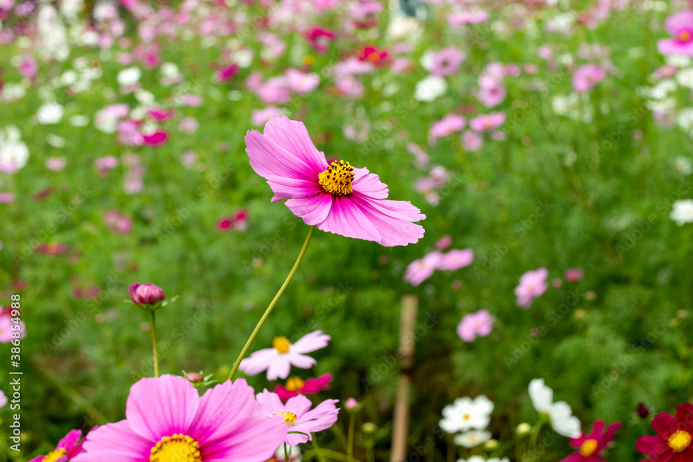 Full blooming of cosmos (Cosmos bipinnatus) in Japan in autumn Full blooming of cosmos (Cosmos bipinnatus) in Japan in autumn