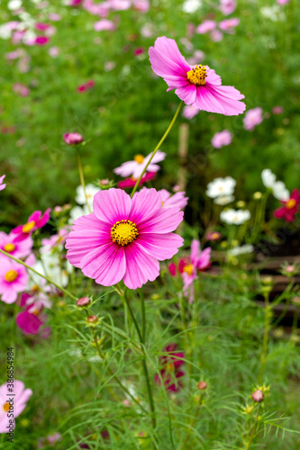 Full blooming of cosmos (Cosmos bipinnatus) in Japan in autumn © Kazu