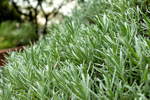 Young leaves of lavandin (Lavandula x intermedia) in Japan photo
