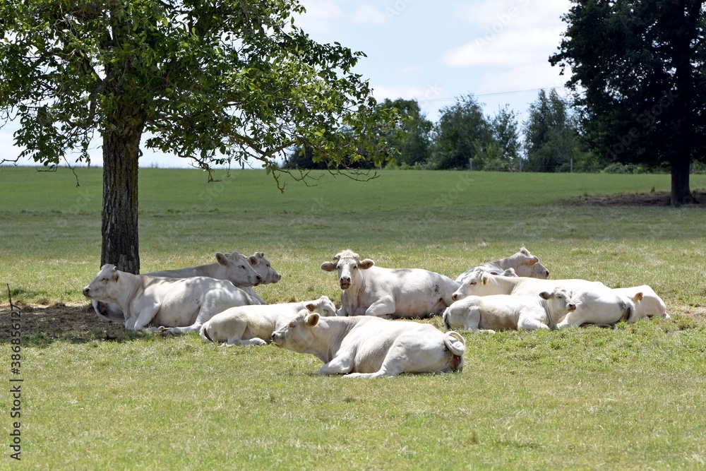 Obraz premium flock of charolais cow in pasture