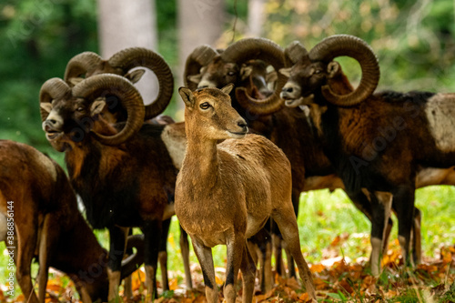 European mouflon (Ovis aries musimon) standing in the grass in the forest. Beautiful brown furry mouflon with horns in its environment with soft background. Wildlife scene from nature. Czech Republic