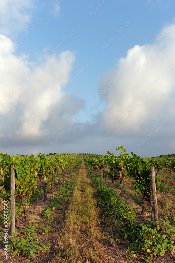 Aleria vineyard in estern plain of Corsica island